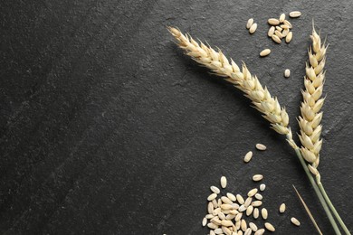 Photo of Wheat spikes and grains on black table, flat lay. Space for text