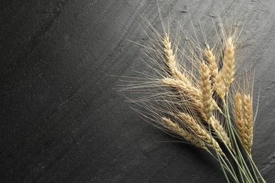 Photo of Wheat spikes on black table, flat lay. Space for text