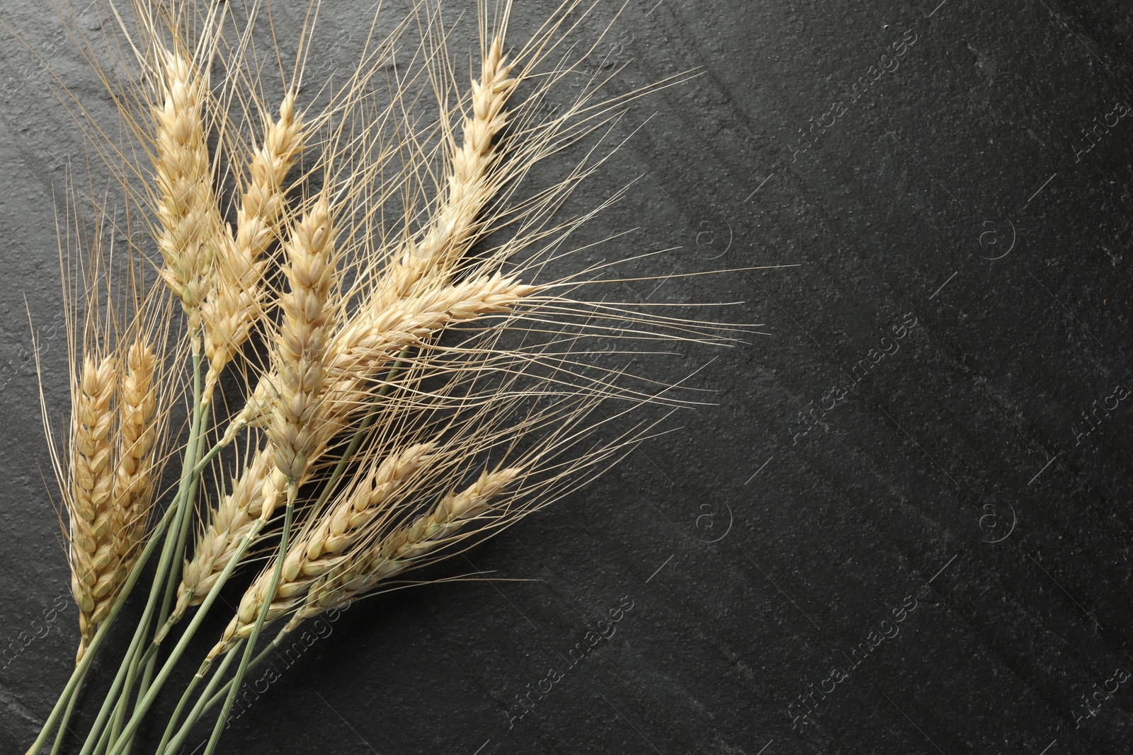 Wheat spikes on black table, flat lay. Space for text Photo of Wheat spikes on black table, flat lay. Space for text