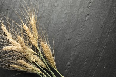 Photo of Wheat spikes on black table, flat lay. Space for text