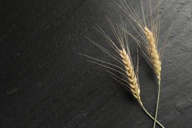 Photo of Wheat spikes on black table, flat lay. Space for text