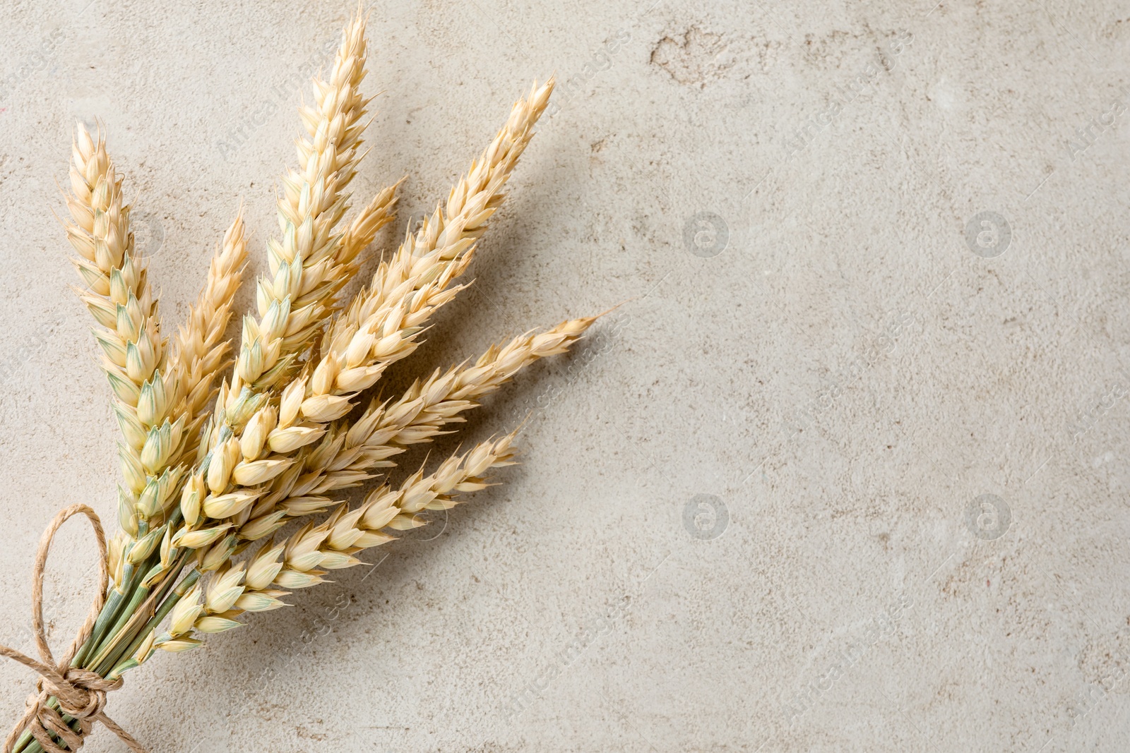 Photo of Bunch of wheat spikes on light grey table, top view. Space for text