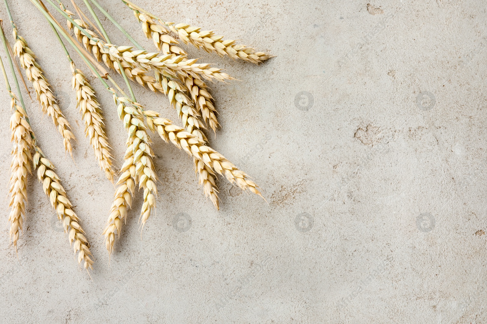 Photo of Many wheat spikes on light grey table, flat lay. Space for text