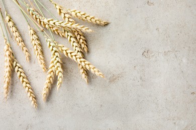 Photo of Many wheat spikes on light grey table, flat lay. Space for text