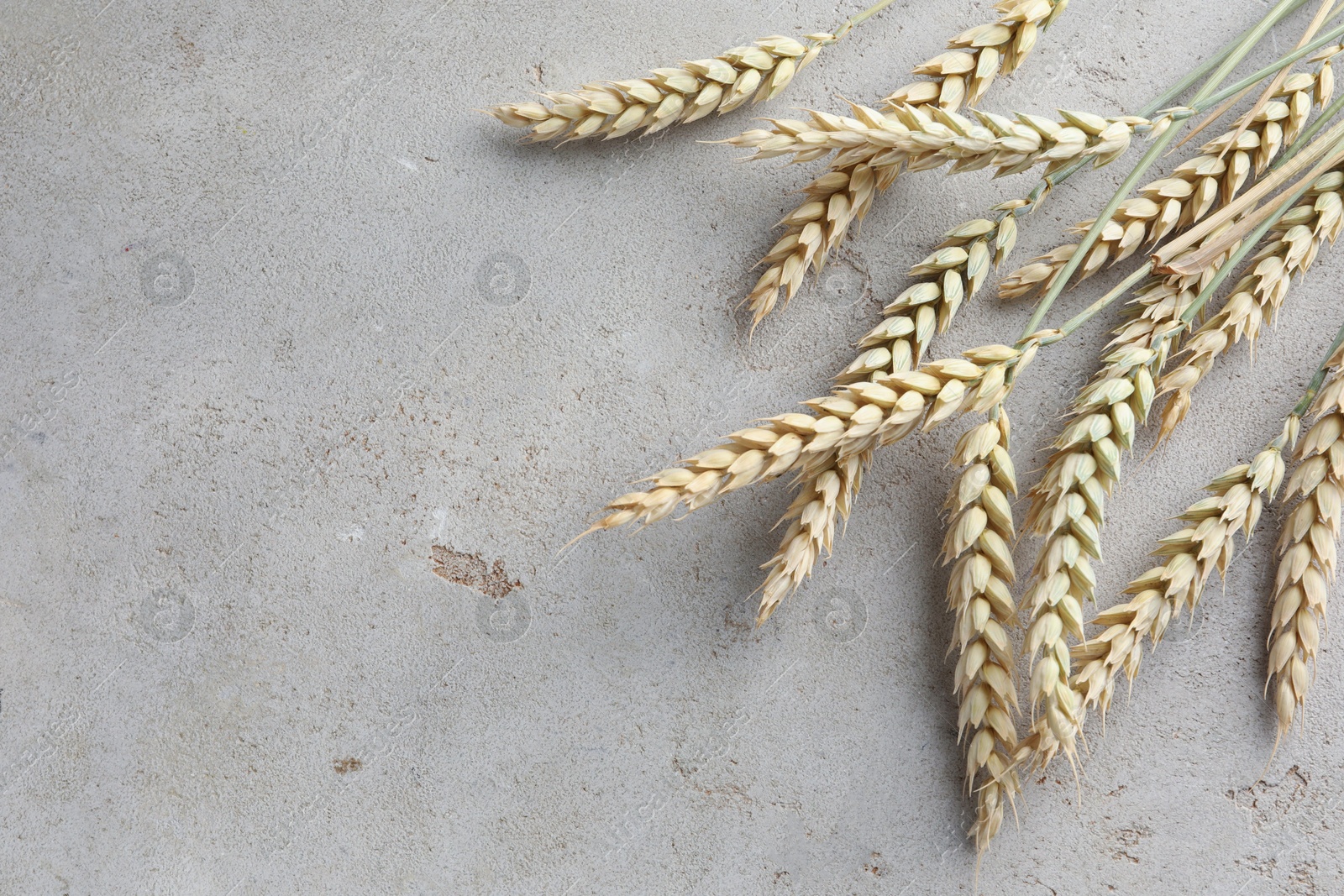 Photo of Many wheat spikes on light grey table, flat lay. Space for text