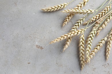 Photo of Many wheat spikes on light grey table, flat lay. Space for text
