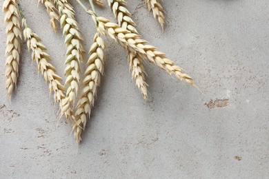 Photo of Many wheat spikes on light grey table, flat lay. Space for text