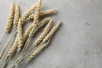 Photo of Many wheat spikes on light grey table, flat lay. Space for text