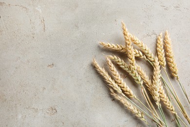 Photo of Many wheat spikes on light grey table, flat lay. Space for text