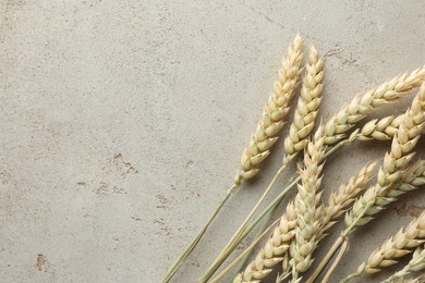 Photo of Many wheat spikes on light grey table, flat lay. Space for text