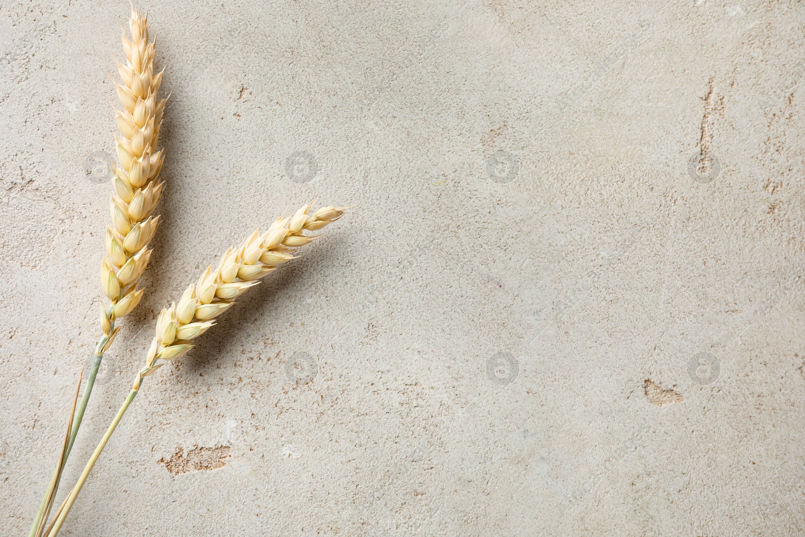 Wheat spikes on light grey table, flat lay. Space for text Photo of Wheat spikes on light grey table, flat lay. Space for text