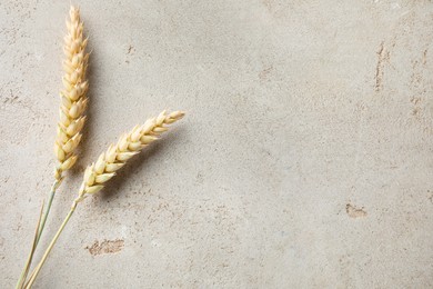 Photo of Wheat spikes on light grey table, flat lay. Space for text