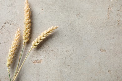 Photo of Wheat spikes on light grey table, flat lay. Space for text