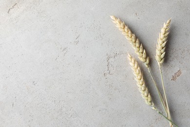 Photo of Wheat spikes on light grey table, flat lay. Space for text