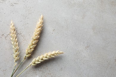 Photo of Wheat spikes on light grey table, flat lay. Space for text