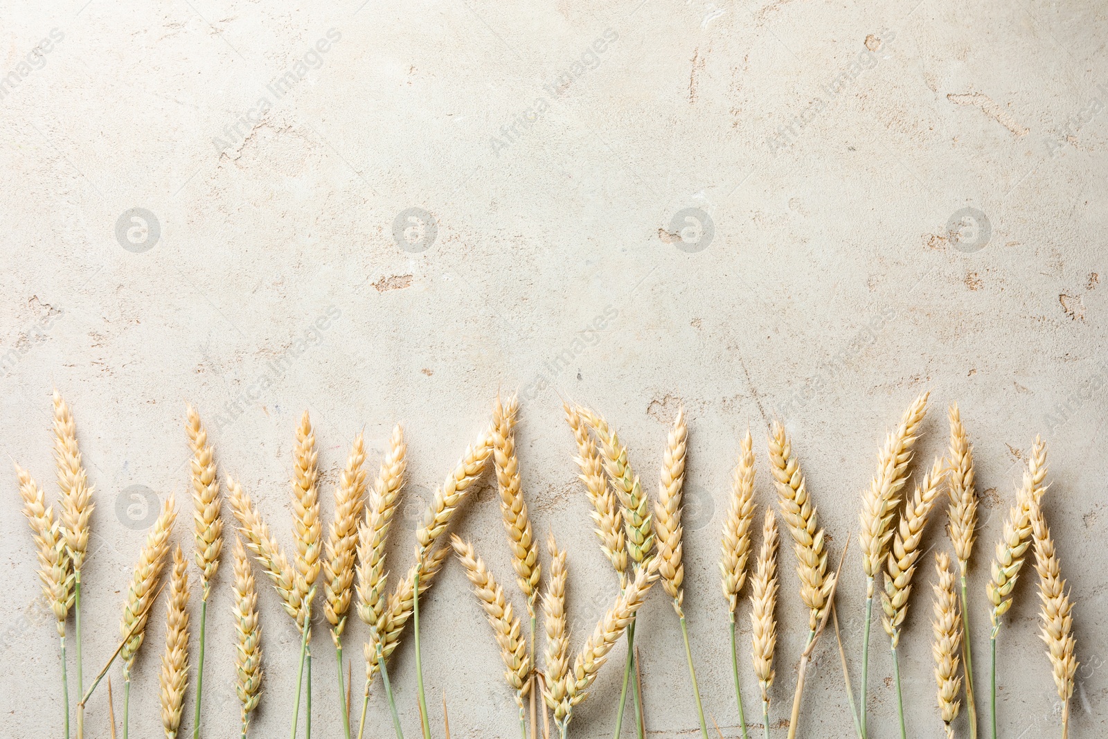 Photo of Many wheat spikes on light grey table, flat lay. Space for text