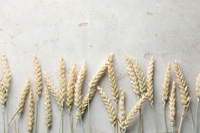 Photo of Many wheat spikes on light grey table, flat lay. Space for text