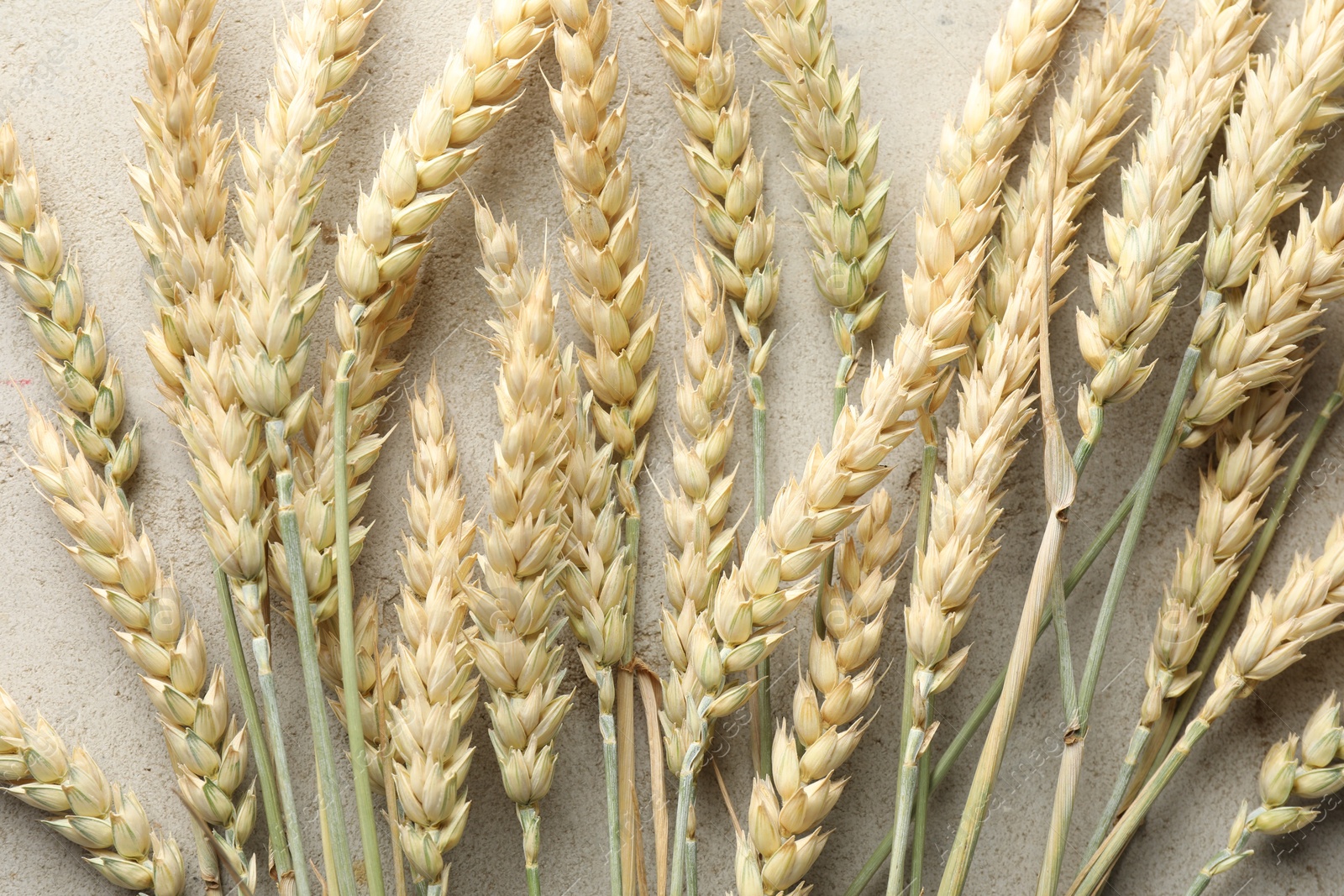 Many wheat spikes on light grey table, flat lay Photo of Many wheat spikes on light grey table, flat lay