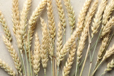 Photo of Many wheat spikes on light grey table, flat lay