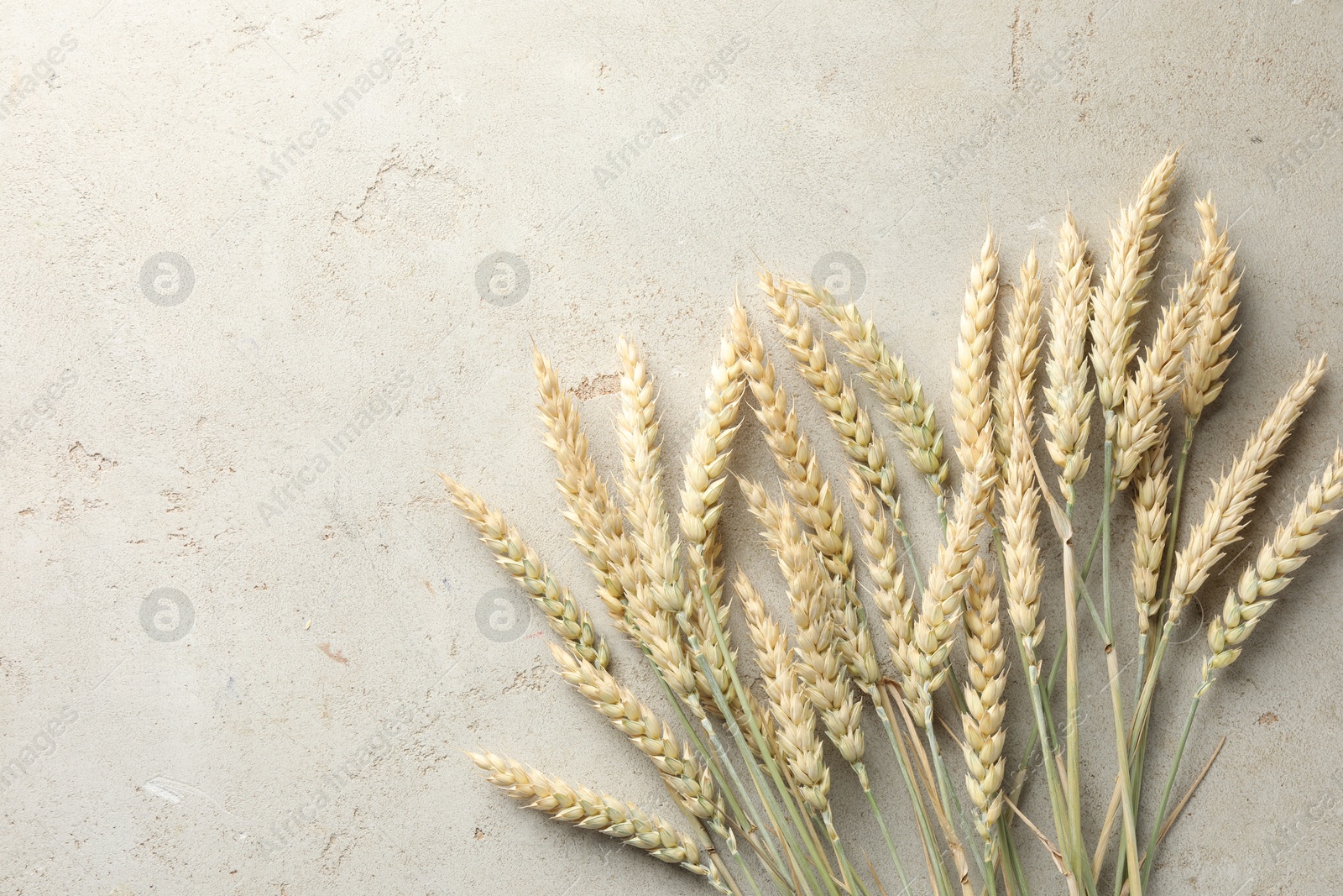 Many wheat spikes on light grey table, flat lay. Space for text Photo of Many wheat spikes on light grey table, flat lay. Space for text
