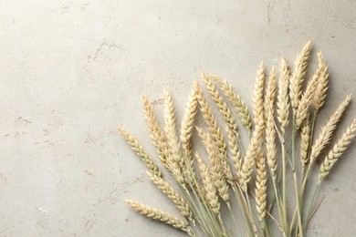 Photo of Many wheat spikes on light grey table, flat lay. Space for text