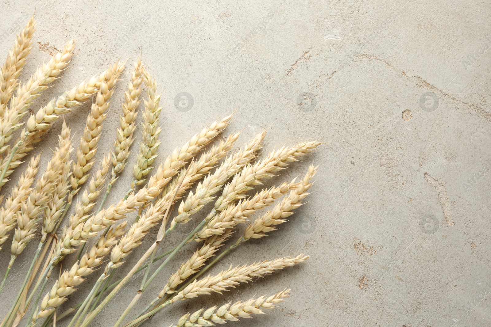 Photo of Many wheat spikes on light grey table, flat lay. Space for text