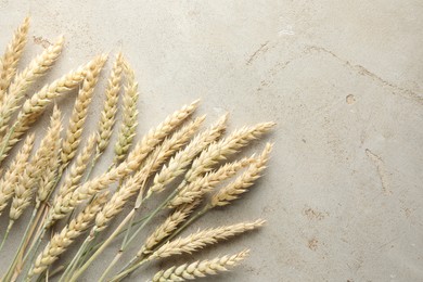 Photo of Many wheat spikes on light grey table, flat lay. Space for text