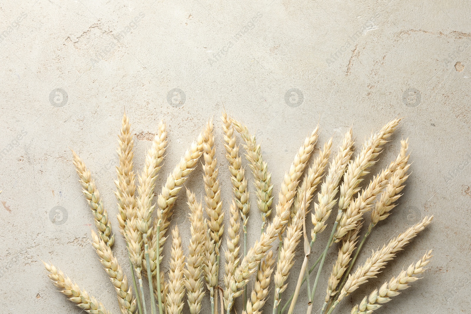 Photo of Many wheat spikes on light grey table, flat lay. Space for text