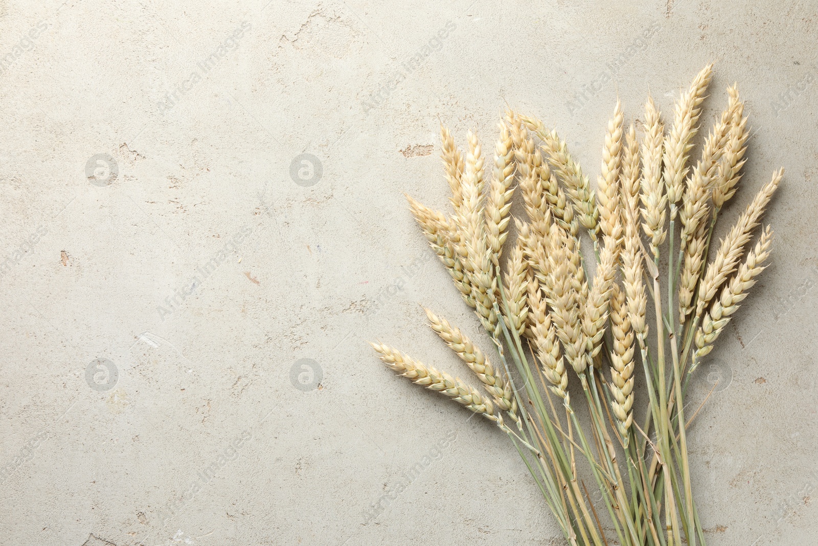 Photo of Many wheat spikes on light grey table, flat lay. Space for text
