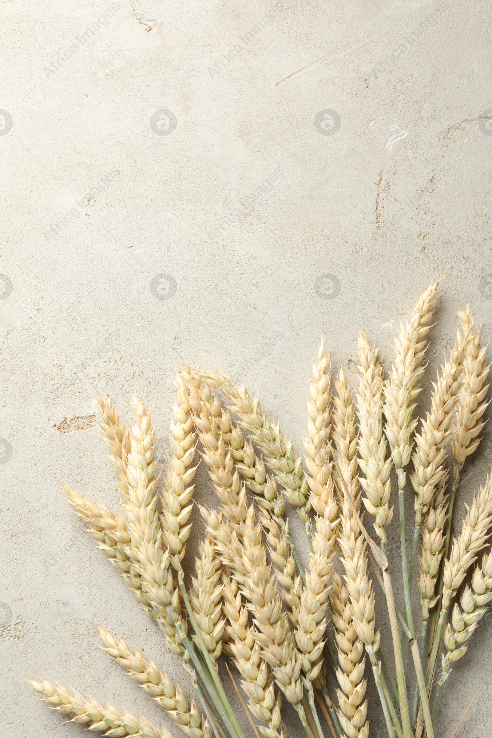 Photo of Many wheat spikes on light grey table, flat lay. Space for text