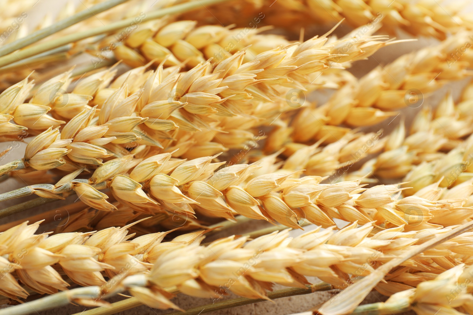 Many wheat spikes on table, closeup view Photo of Many wheat spikes on table, closeup view