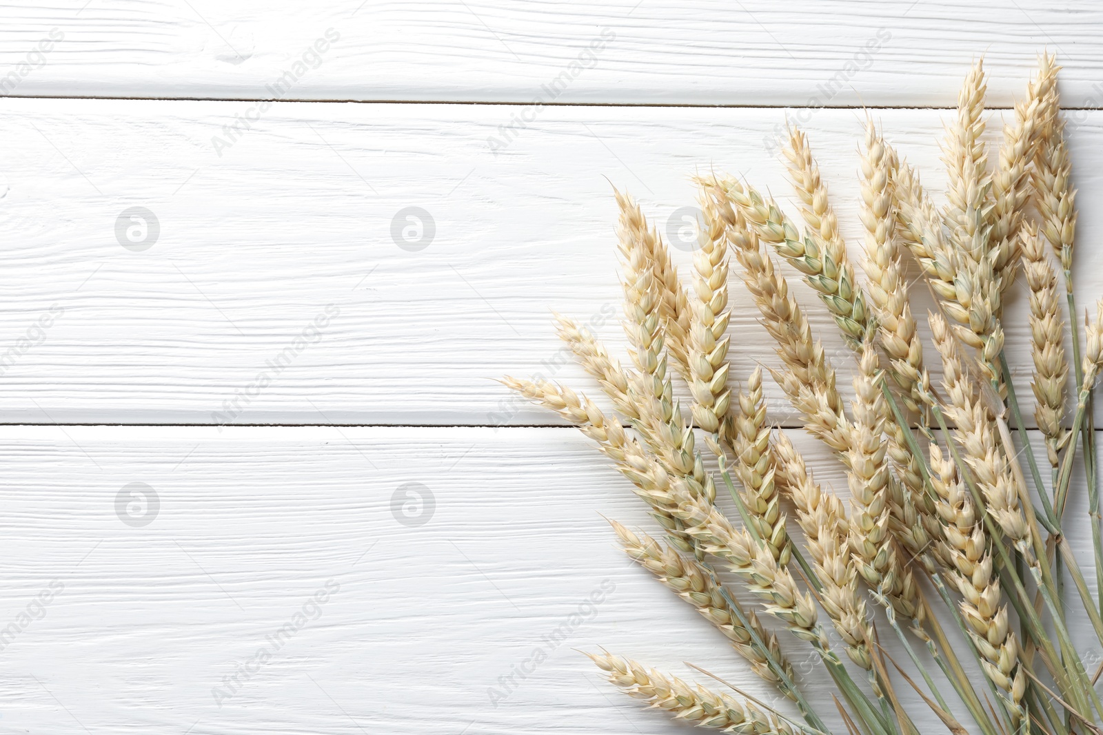 Photo of Many wheat spikes on white wooden table, flat lay. Space for text