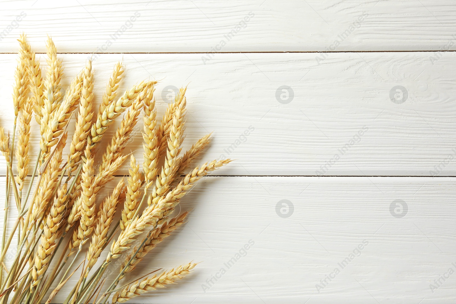 Photo of Many wheat spikes on white wooden table, flat lay. Space for text