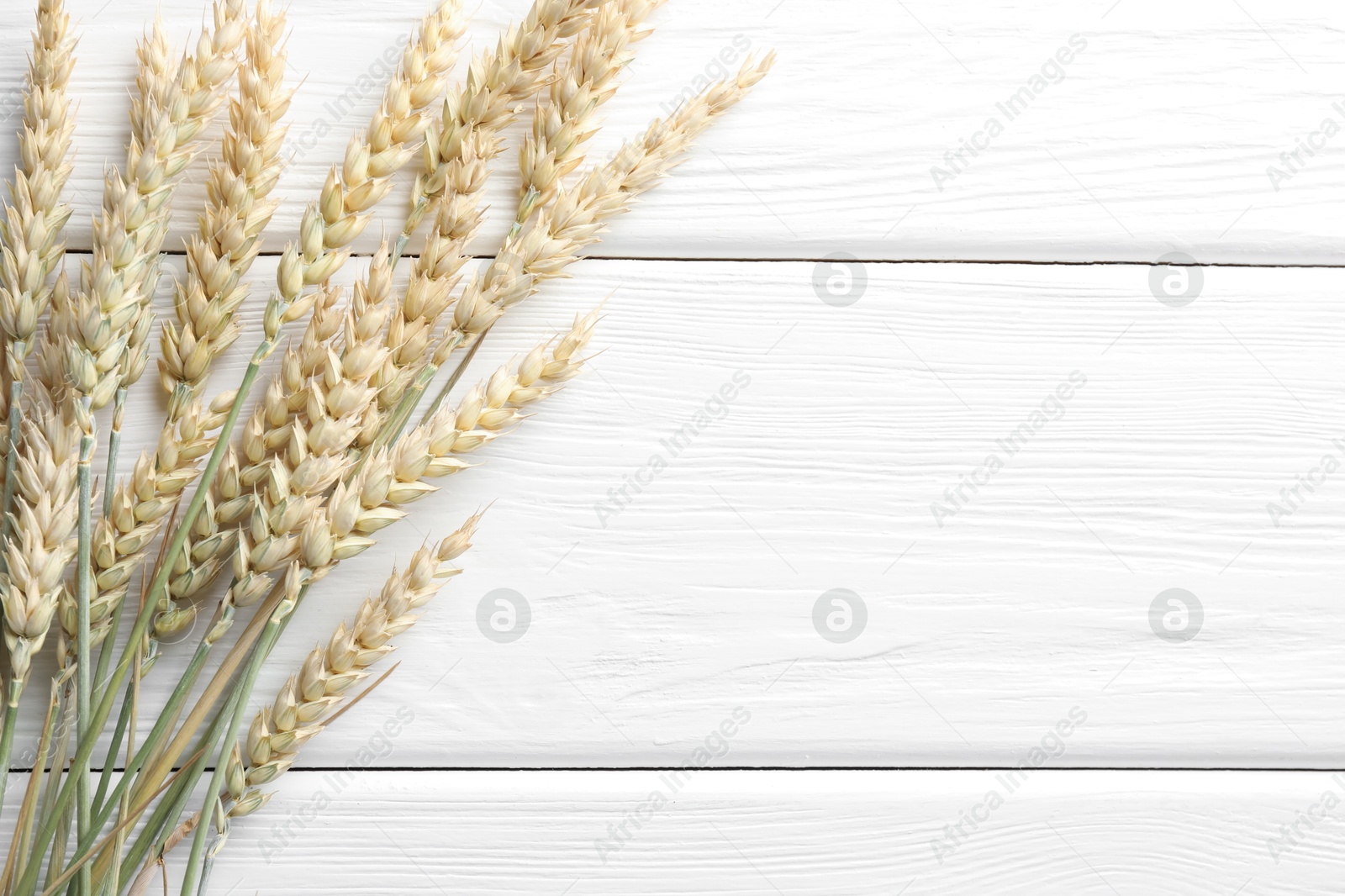 Photo of Many wheat spikes on white wooden table, flat lay. Space for text