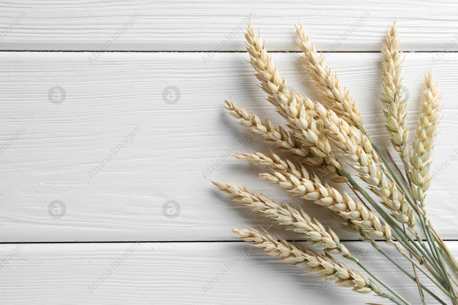 Photo of Many wheat spikes on white wooden table, flat lay. Space for text