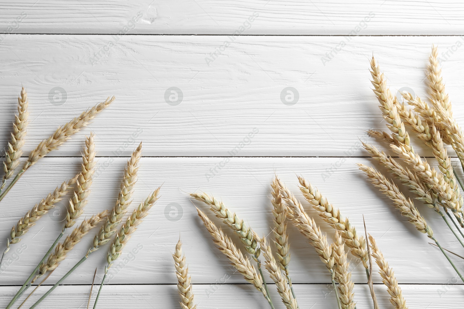 Photo of Many wheat spikes on white wooden table, flat lay. Space for text