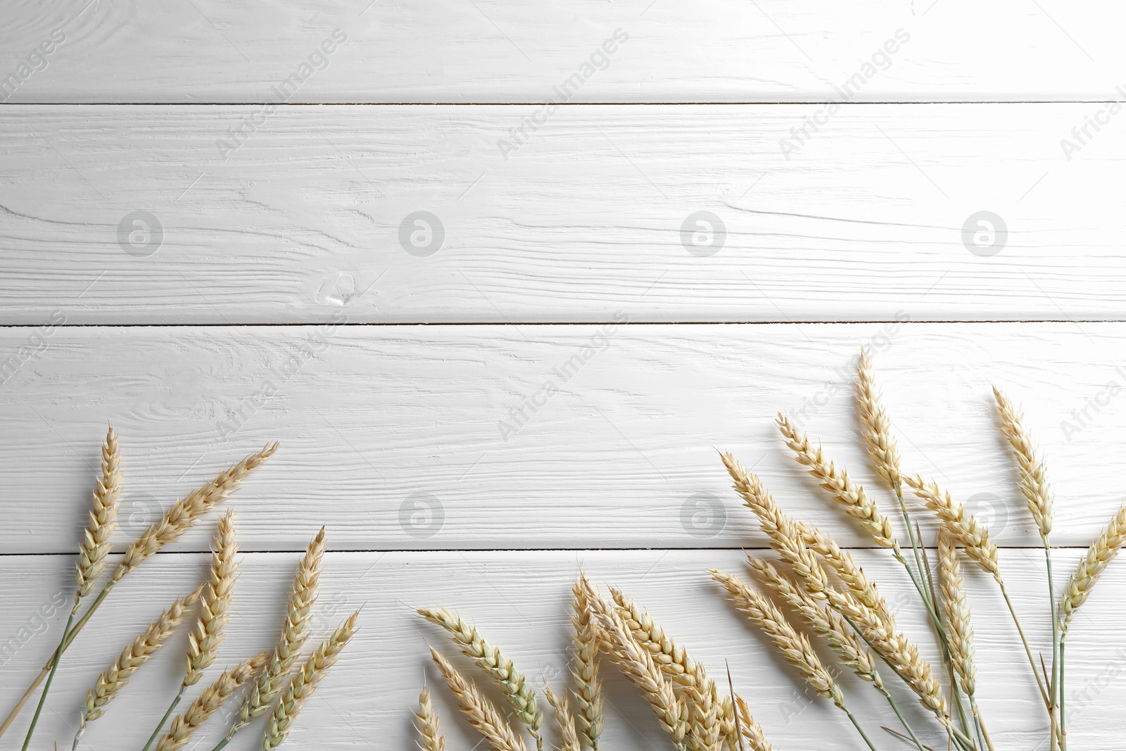 Many wheat spikes on white wooden table, flat lay. Space for text Photo of Many wheat spikes on white wooden table, flat lay. Space for text