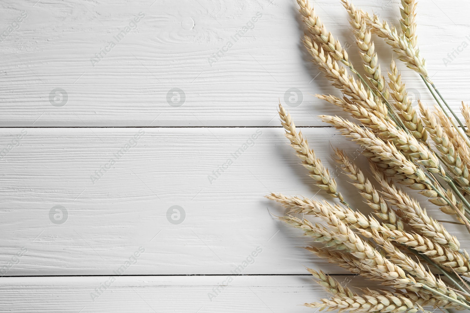 Many wheat spikes on white wooden table, flat lay. Space for text Photo of Many wheat spikes on white wooden table, flat lay. Space for text