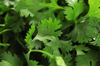 Photo of Fresh cilantro leaves as background, macro view