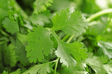 Photo of Fresh cilantro leaves as background, macro view