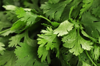 Photo of Fresh cilantro leaves as background, macro view