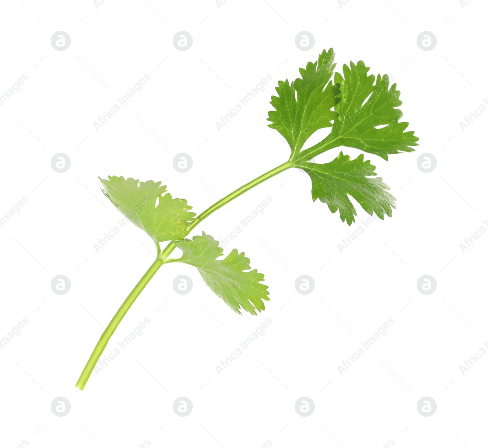 Fresh cilantro sprig isolated on white. Aromatic condiment Photo of Fresh cilantro sprig isolated on white. Aromatic condiment