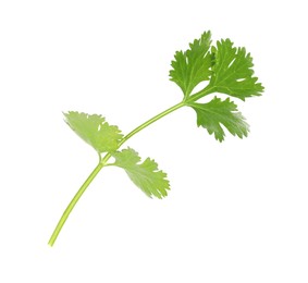 Photo of Fresh cilantro sprig isolated on white. Aromatic condiment