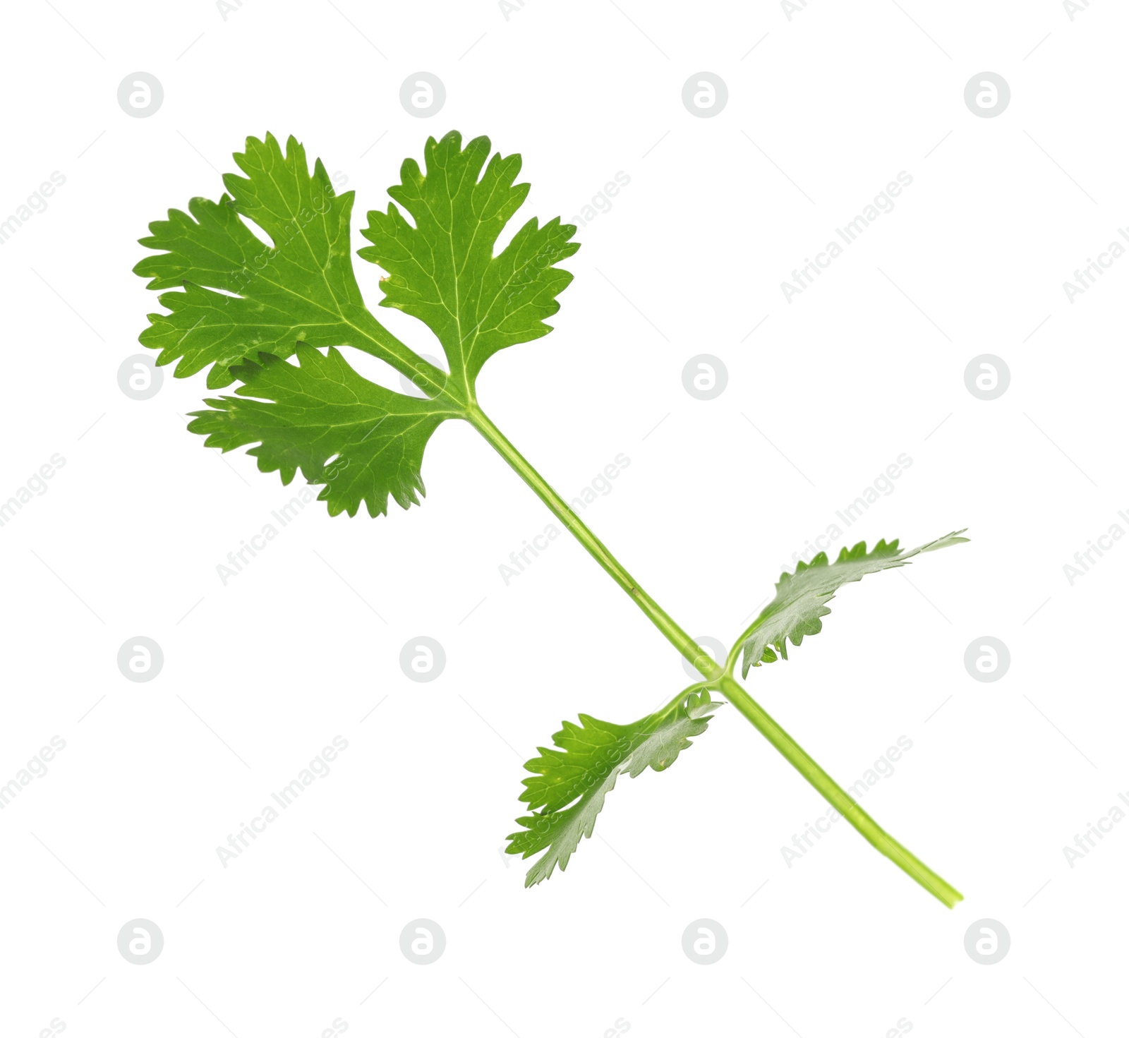 Fresh cilantro sprig isolated on white. Aromatic condiment Photo of Fresh cilantro sprig isolated on white. Aromatic condiment