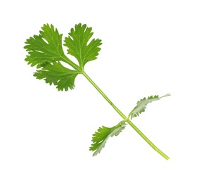 Photo of Fresh cilantro sprig isolated on white. Aromatic condiment