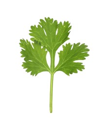 Photo of Fresh cilantro sprig isolated on white. Aromatic condiment