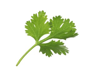 Photo of Fresh cilantro sprig isolated on white. Aromatic condiment