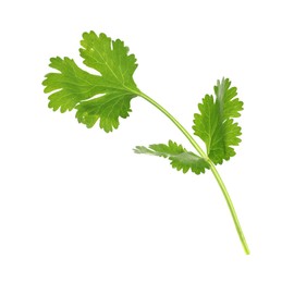 Photo of Fresh cilantro sprig isolated on white. Aromatic condiment