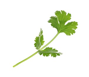 Photo of Fresh cilantro sprig isolated on white. Aromatic condiment