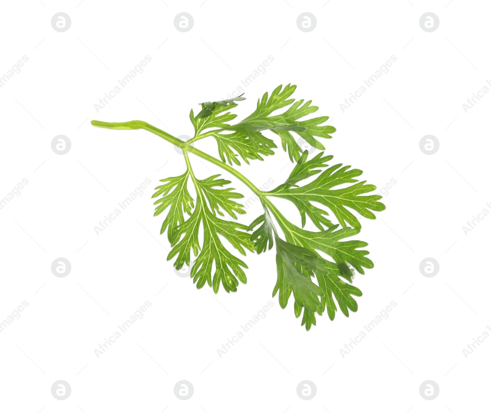 Fresh cilantro sprig isolated on white. Aromatic condiment Photo of Fresh cilantro sprig isolated on white. Aromatic condiment